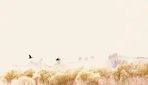 Flock Of Birds Prints: Canada Geese (Branta canadensis)