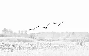 Flock Of Birds Prints: Canada Geese (Branta canadensis)