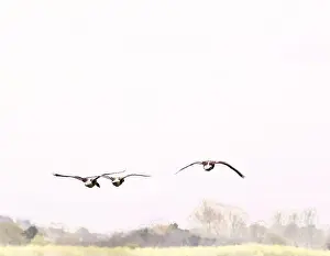 Flock Of Birds Prints: Canada Geese (Branta canadensis)