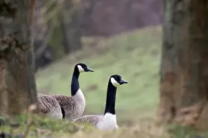 Face To Face Prints: Two Canada geese (Branta canadensis), animal portrait, Hesse, Germany