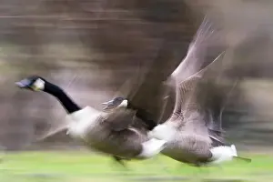 Canada Goose Prints: Two Canada geese (Branta canadensis), flying, motion blur, Hesse, Germany