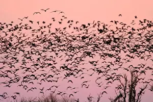 Willamette Valley Prints: Canada geese (Branta canadensis) blur in dawn flight at McFadden's Marsh