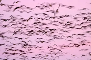 Willamette Valley Prints: Canada geese (Branta canadensis) blur in dawn flight at McFadden's Marsh