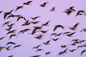Willamette Valley Prints: Canada geese (Branta canadensis) blur in dawn flight at McFadden's Marsh