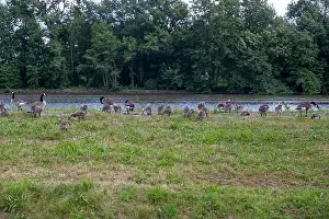 Sea Geese Prints: Many Canada geese ( Branta canadensis ) and chicks on a green meadow near the river bank