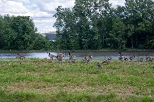 Sea Geese Prints: Many Canada geese ( Branta canadensis ) and chicks on a green meadow near the river bank