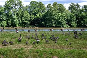 Anseriformes Prints: Many Canada geese ( Branta canadensis ) and chicks on a green meadow near the river bank