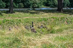 Anserini Prints: Some Canada geese ( Branta canadensis ) and their chicks almost hidden in the tall grass in a meadow on the river bank