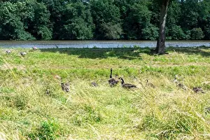 Cuddly Prints: Some Canada geese ( Branta canadensis ) and their chicks almost hidden in the tall grass in a meadow on the river bank