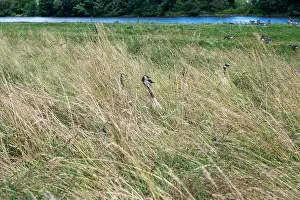 Anseriformes Prints: Some Canada geese ( Branta canadensis ) and their chicks almost hidden in the tall grass in a meadow on the river bank