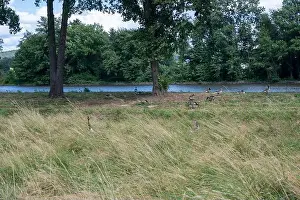 Anseriformes Prints: Some Canada geese ( Branta canadensis ) and their chicks almost hidden in the tall grass in a meadow on the river bank
