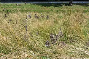 Anseriformes Prints: Some Canada geese ( Branta canadensis ) and their chicks almost hidden in the tall grass in a meadow on the river bank