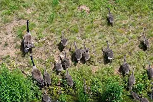 Anseriformes Prints: Some Canada geese ( Branta canadensis ) and their chicks run up a slope in a green meadow