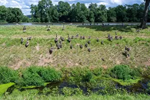 River Bank Prints: Some Canada geese ( Branta canadensis ) and their chicks run up a slope in a meadow on the river bank