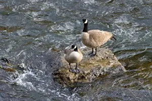 High Desert Prints: Canada geese (Branta canadensis) on Crooked River, Smith Rock State Park, Oregon
