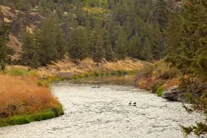 Riparian Prints: Canada geese (Branta canadensis) on Crooked River along River Trail