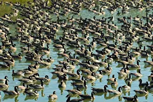 Willamette Valley Prints: Canada geese (Branta canadensis) on Fernhill Lake, Fernhill Wetlands, Forest Grove, Oregon