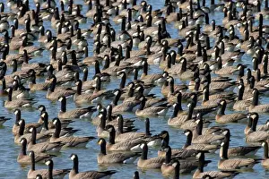 Willamette Valley Prints: Canada geese (Branta canadensis) on Fernhill Lake, Fernhill Wetlands, Forest Grove, Oregon