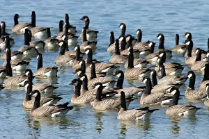 Willamette Valley Prints: Canada geese (Branta canadensis) on Fernhill Lake, Fernhill Wetlands, Forest Grove, Oregon