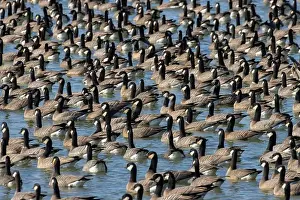 Willamette Valley Prints: Canada geese (Branta canadensis) on Fernhill Lake, Fernhill Wetlands, Forest Grove, Oregon