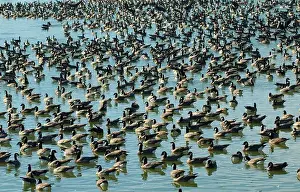 Willamette Valley Prints: Canada geese (Branta canadensis) on Fernhill Lake, Fernhill Wetlands, Forest Grove, Oregon