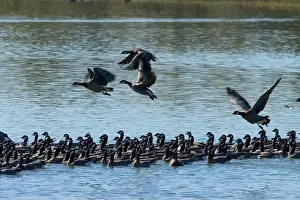 Willamette Valley Prints: Canada geese (Branta canadensis) on Fernhill Lake in flight