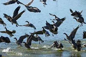 Willamette Valley Prints: Canada geese (Branta canadensis) on Fernhill Lake in flight