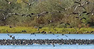 Willamette Valley Prints: Canada geese (Branta canadensis) on Fernhill Lake in flight