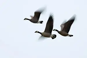 Willamette Valley Prints: Canada geese (Branta canadensis) in flight at McFadden's Marsh