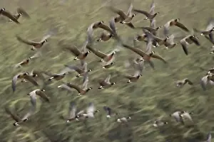 Willamette Valley Prints: Canada geese (Branta canadensis) in flight at McFadden's Marsh