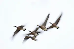 Willamette Valley Prints: Canada geese (Branta canadensis) in flight at McFadden's Marsh