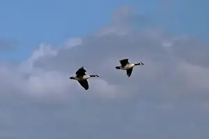 New Forest Prints: Two Canada geese (Branta canadensis) flying close together from left to right in a cloudy sky