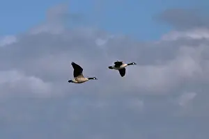 New Forest Prints: Two Canada geese (Branta canadensis) flying close together from left to right in a cloudy sky