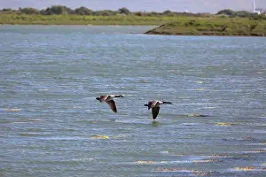 New Forest Prints: Two Canada geese (Branta canadensis) flying close together from left to right over water with land in the background