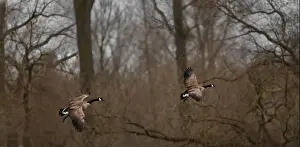 Canadian Goose Prints: Two Canada geese (Branta Canadensis) flying from left to right with leafless trees in the background