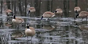 Geese Bird Prints: Canada geese (Branta canadensis) on a frozen lake, Germany