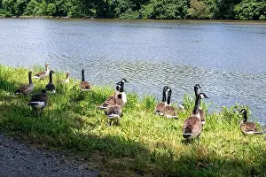 Anserini Prints: Many Canada geese ( Branta canadensis ) in the green grass in the wild