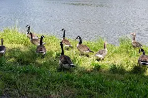 Anseriformes Prints: Many Canada geese ( Branta canadensis ) in the green grass in the wild