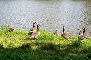 Anseriformes Prints: Many Canada geese ( Branta canadensis ) in the green grass in the wild
