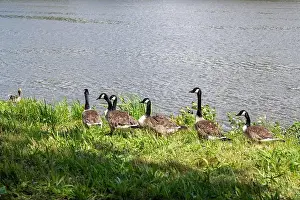 Anseriformes Prints: Many Canada geese ( Branta canadensis ) in the green grass in the wild