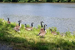 Anseriformes Prints: Many Canada geese ( Branta canadensis ) in the green grass in the wild