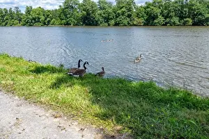 Anseriformes Prints: Many Canada geese ( Branta canadensis ) in the green grass in the wild