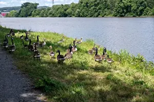 Anseriformes Prints: Many Canada geese ( Branta canadensis ) in the green grass in the wild