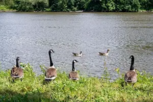 Anseriformes Prints: Many Canada geese ( Branta canadensis ) in the green grass in the wild