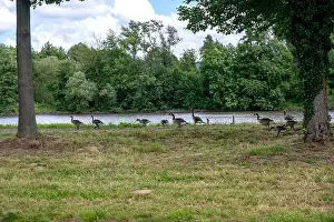 Anserinae Prints: Many Canada geese ( Branta canadensis ) on a green meadow near the river bank