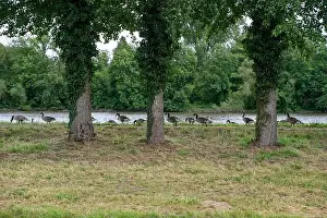 Anserini Prints: Many Canada geese ( Branta canadensis ) on a green meadow near the river bank