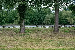 Anseriformes Prints: Many Canada geese ( Branta canadensis ) on a green meadow near the river bank