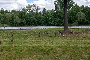 Anseriformes Prints: Many Canada geese ( Branta canadensis ) on a green meadow near the river bank