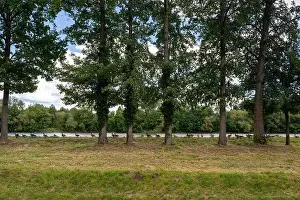 Anseriformes Prints: Many Canada geese ( Branta canadensis ) on a green meadow near the river bank