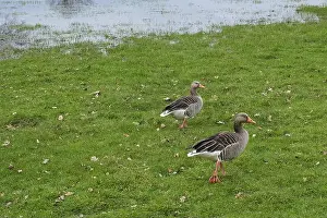 North Rhine Westphalia Prints: Canada geese (Branta canadensis) at a marshland